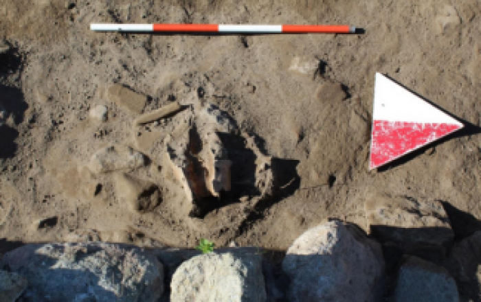 Dettaglio del cranio di cavallo da Cencelle (VT)